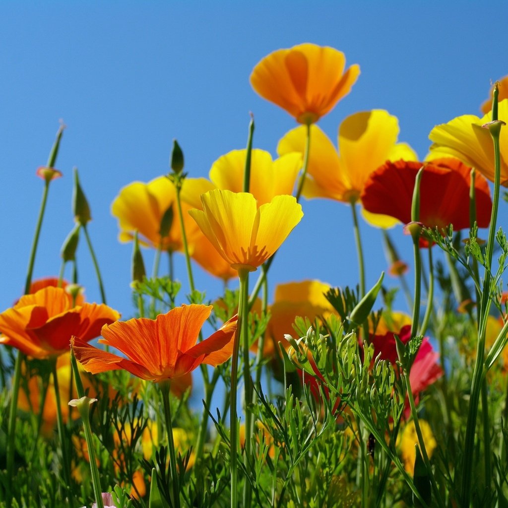 Обои небо, желтый, оранжевый, эшшольция, калифорнийский мак, the sky, yellow, orange, escholzia, california poppy разрешение 2232x1484 Загрузить