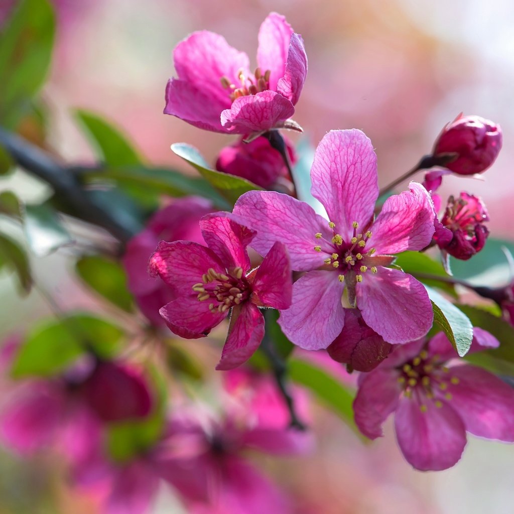 Обои ветка, макро, розовый, яблоня, branch, macro, pink, apple разрешение 2048x1367 Загрузить