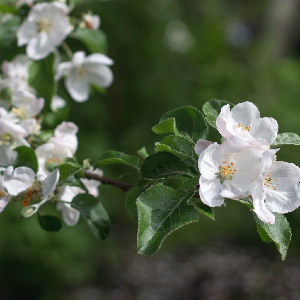 Обои ветка, весна, яблоня, branch, spring, apple разрешение 2400x1599 Загрузить