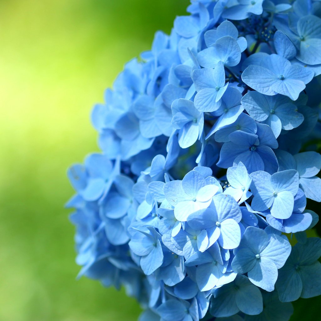 Обои цветы, макро, голубые, соцветие, гортензия, flowers, macro, blue, inflorescence, hydrangea разрешение 2048x1365 Загрузить