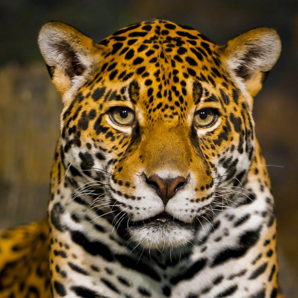 Обои морда, хищник, ягуар, боке, крупным планом, face, predator, jaguar, bokeh, closeup разрешение 3200x2400 Загрузить