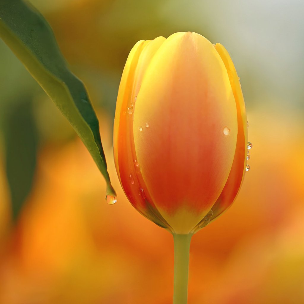 Обои природа, макро, цветок, тюльпан, nature, macro, flower, tulip разрешение 2048x1365 Загрузить