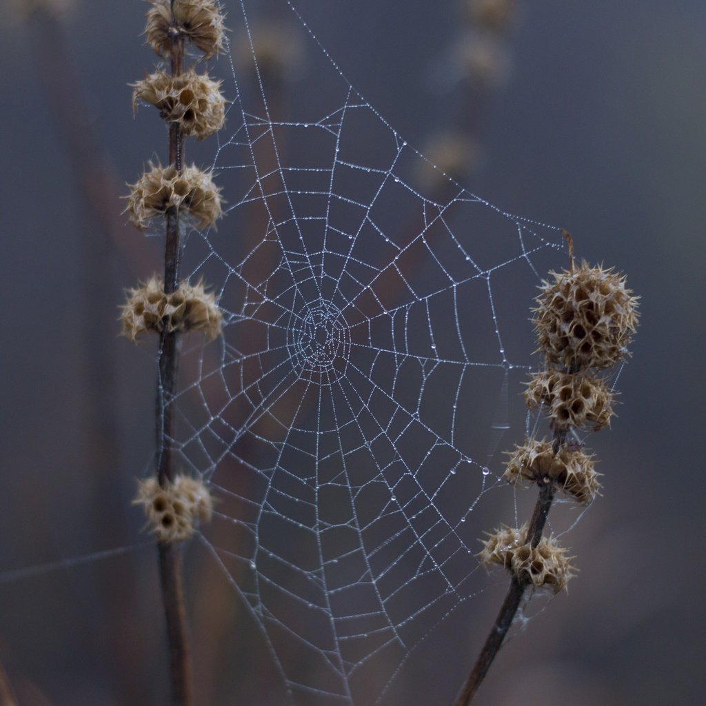 Обои природа, макро, капли, дождь, растение, паутина, сухие, капельки росы, nature, macro, drops, rain, plant, web, dry, drops of dew разрешение 2880x1920 Загрузить