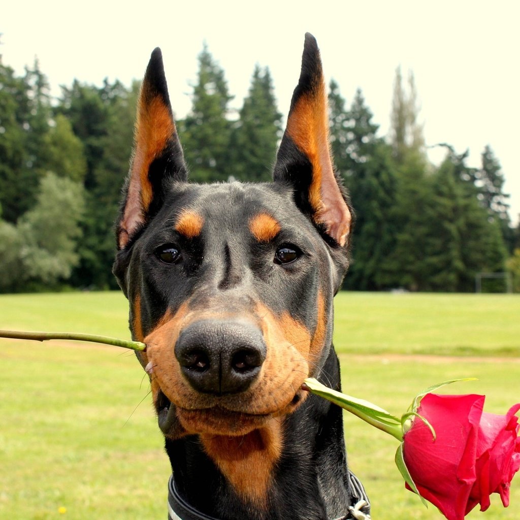 Обои роза, собака, доберман, rose, dog, doberman разрешение 2560x1600 Загрузить