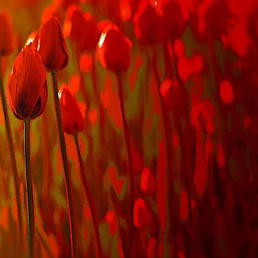 Обои цветы, фон, тюльпаны, flowers, background, tulips разрешение 2048x1368 Загрузить