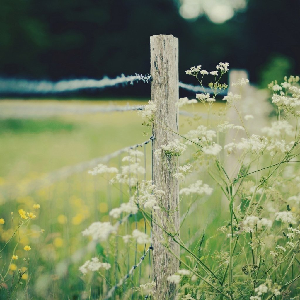Обои цветы, природа, поле, забор, ограда, flowers, nature, field, the fence, fence разрешение 1920x1200 Загрузить