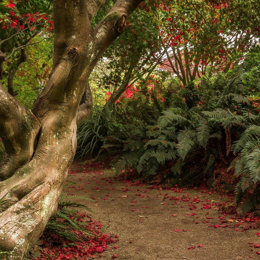 Обои деревья, кусты, сад, тропинка, новая зеландия, отаго, dunedin botanic gardens, trees, the bushes, garden, path, new zealand, otago разрешение 2880x1800 Загрузить