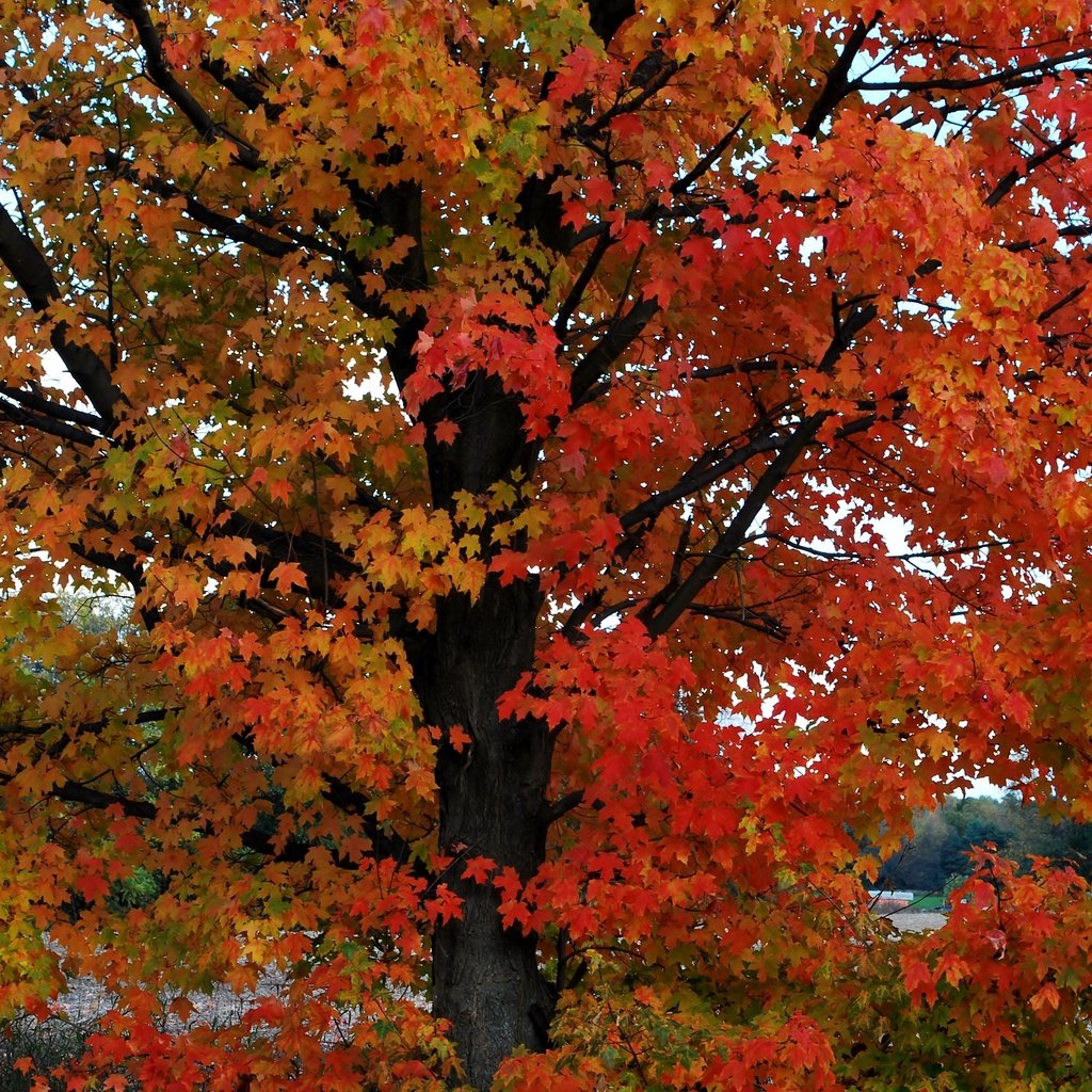 Обои дерево, листья, осень, расцветка, опадают, осен,  листья,     дерево, tree, leaves, autumn, colors, fall разрешение 3872x2592 Загрузить