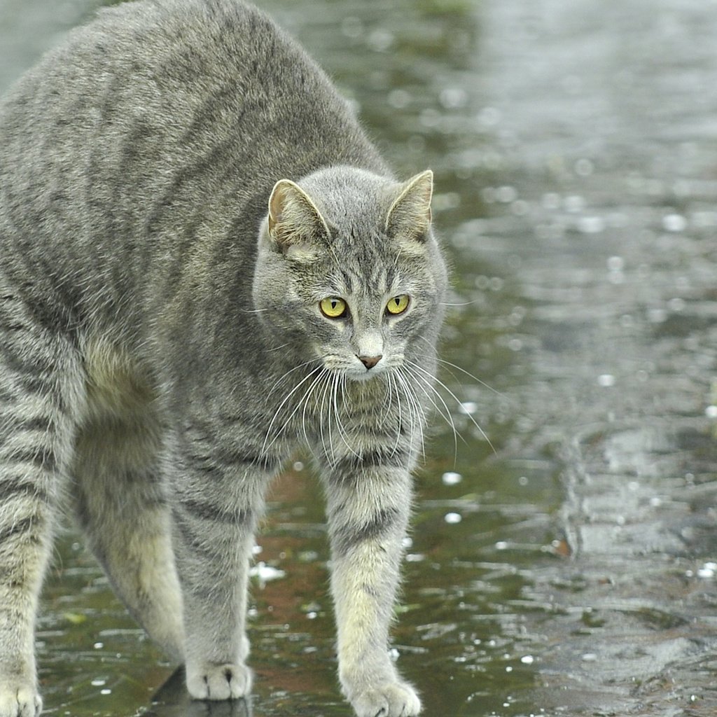 Обои животные, кот, кошка, улица, спина, дождь, animals, cat, street, back, rain разрешение 1920x1200 Загрузить