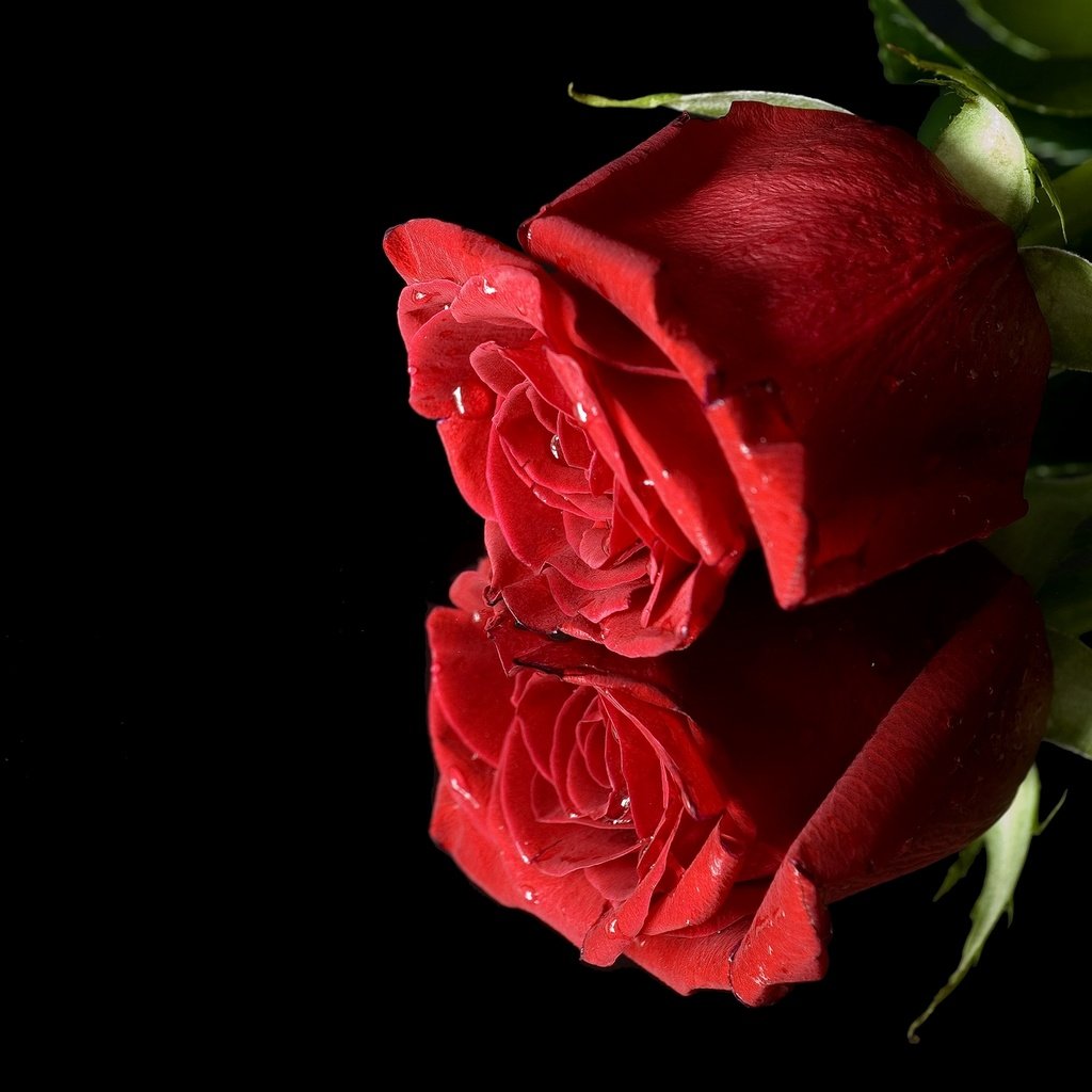 Обои макро, отражение, цветок, роза, красный, бутон, черный фон, macro, reflection, flower, rose, red, bud, black background разрешение 2048x1339 Загрузить