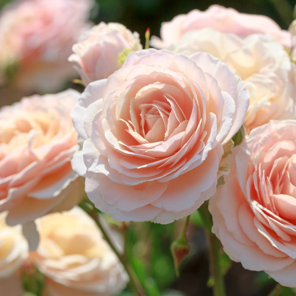 Обои макро, розы, красота, розовый, нежность, macro, roses, beauty, pink, tenderness разрешение 1920x1247 Загрузить