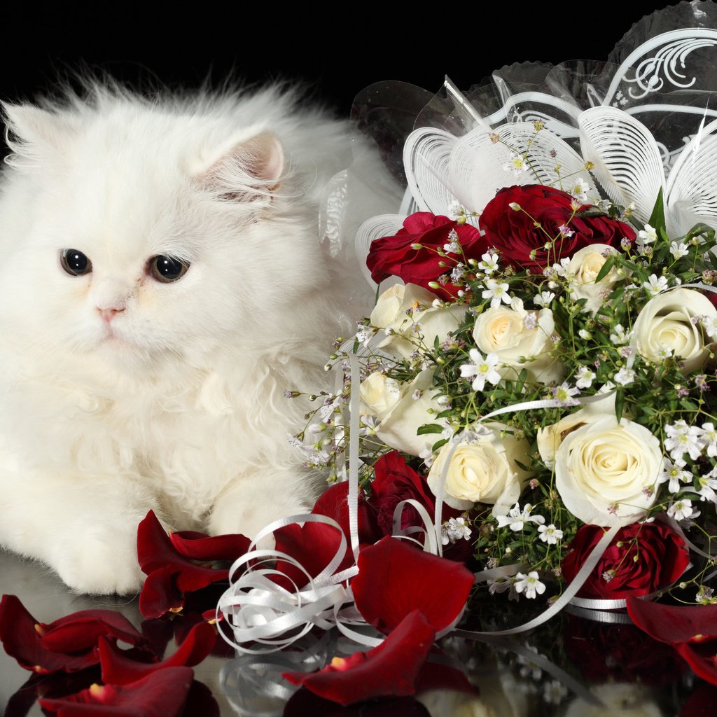 Обои кот, розы, кошка, пушистый, белый, букет, cat, roses, fluffy, white, bouquet разрешение 4368x2912 Загрузить