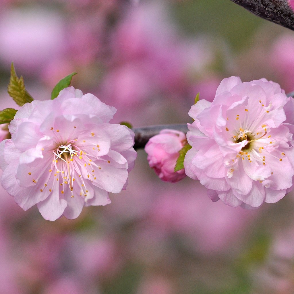 Розовая вишня букв. Сакура Макросъемка. Цветы Сакуры. Цветущие ветки. Розовая вишня.