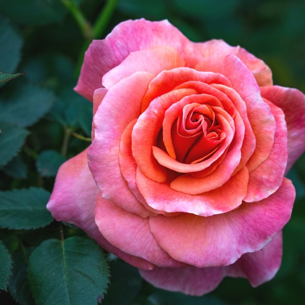 Обои макро, цветок, роза, розовый, macro, flower, rose, pink разрешение 2400x1600 Загрузить