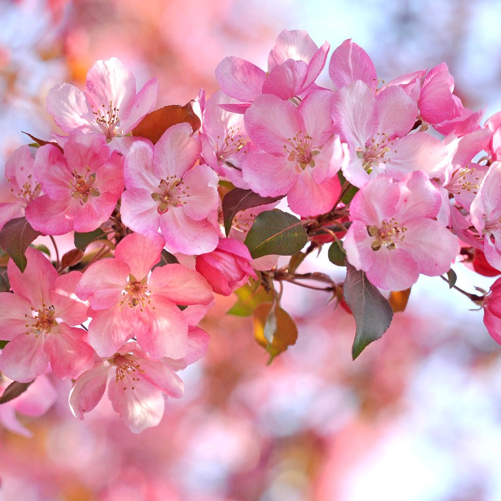 Обои ветка, лепестки, сад, весна, branch, petals, garden, spring разрешение 2048x1360 Загрузить