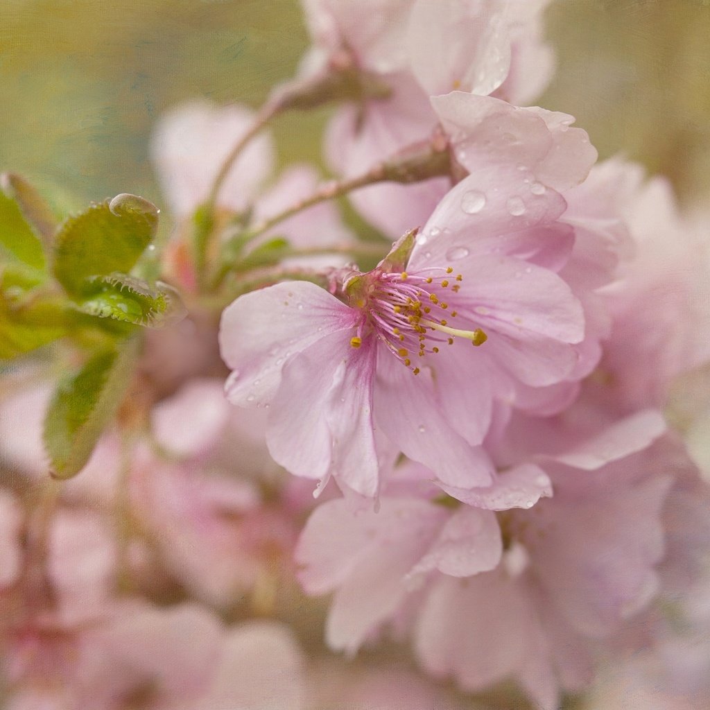 Обои цветение, текстура, макро, вишня, сакура, цветки, flowering, texture, macro, cherry, sakura, flowers разрешение 2048x1365 Загрузить