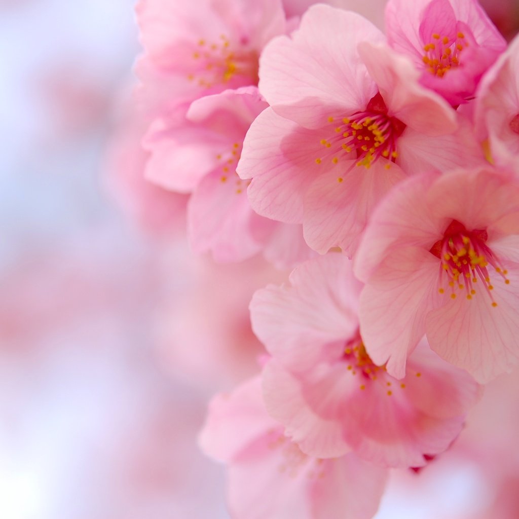 Обои цветение, макро, вишня, сакура, цветки, flowering, macro, cherry, sakura, flowers разрешение 3008x2000 Загрузить