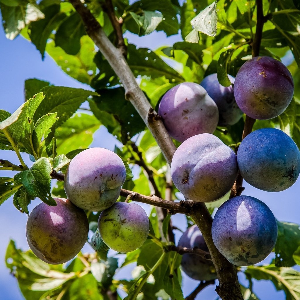 Обои небо, листья, плоды, сливы, the sky, leaves, fruit, plum разрешение 2048x1344 Загрузить