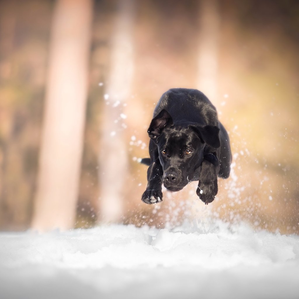 Обои снег, собака, бег, лабрадор, snow, dog, running, labrador разрешение 3520x2212 Загрузить