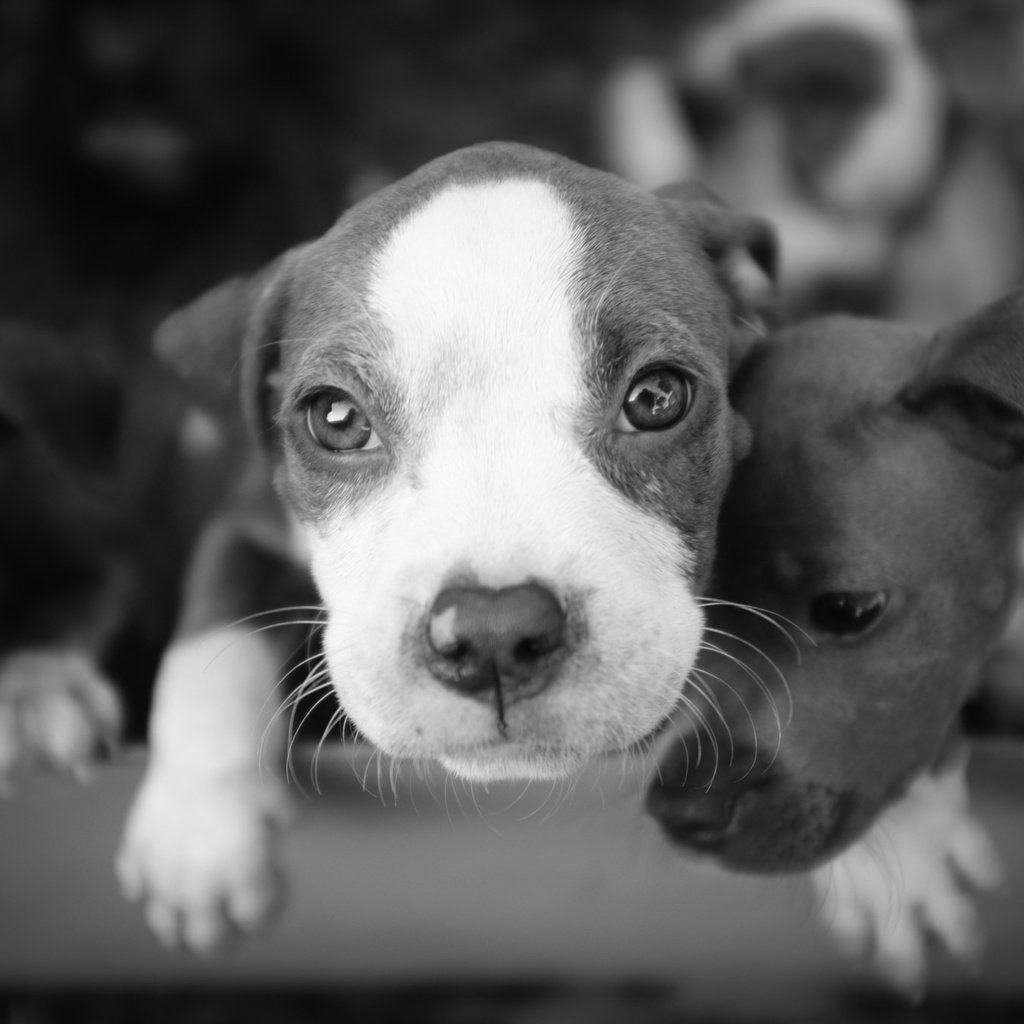 Обои фон, чёрно-белое, щенки, собаки, background, black and white, puppies, dogs разрешение 2048x1365 Загрузить