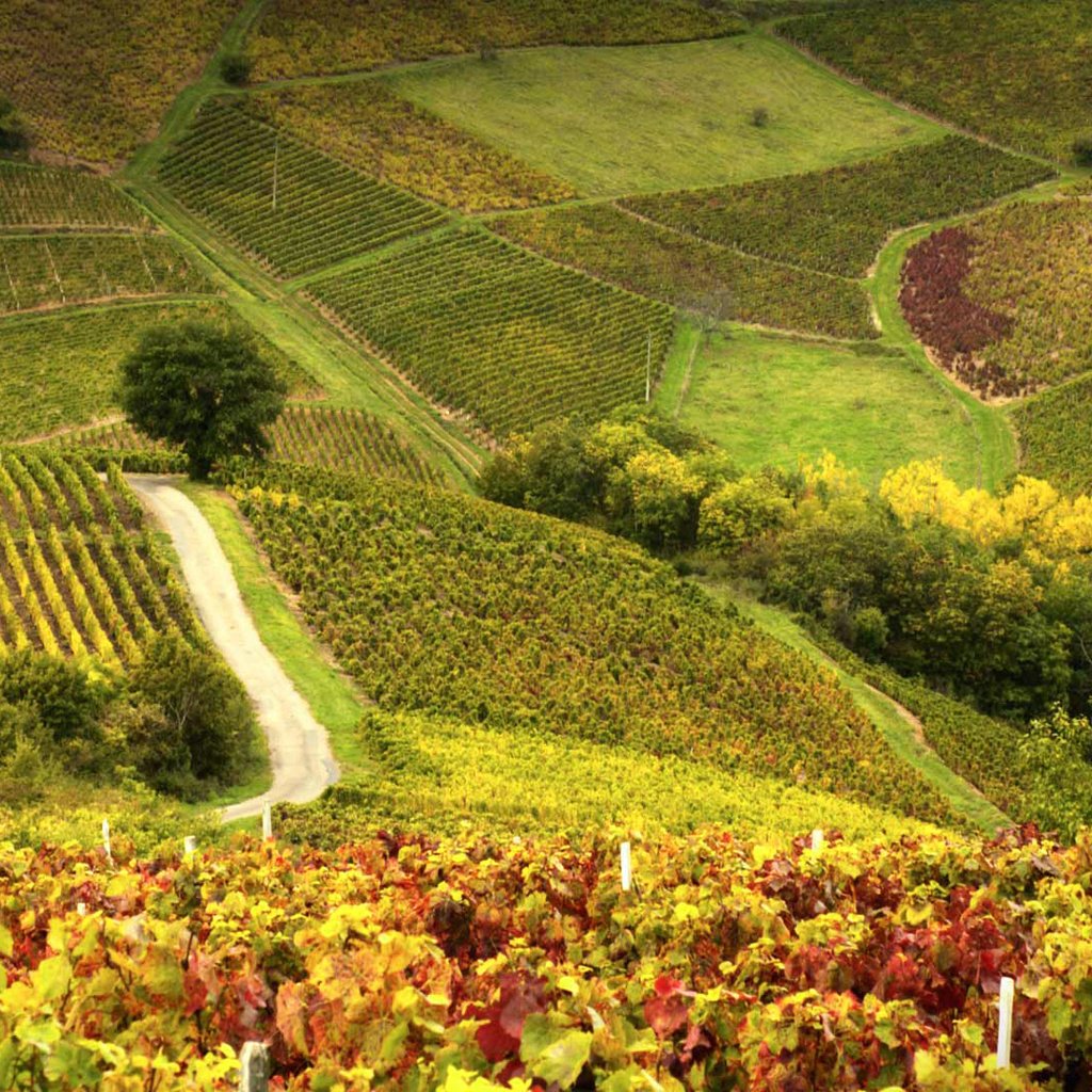 Обои поле, склон, франция, холм, виноградник, божоле, field, slope, france, hill, vineyard, beaujolais разрешение 1920x1080 Загрузить