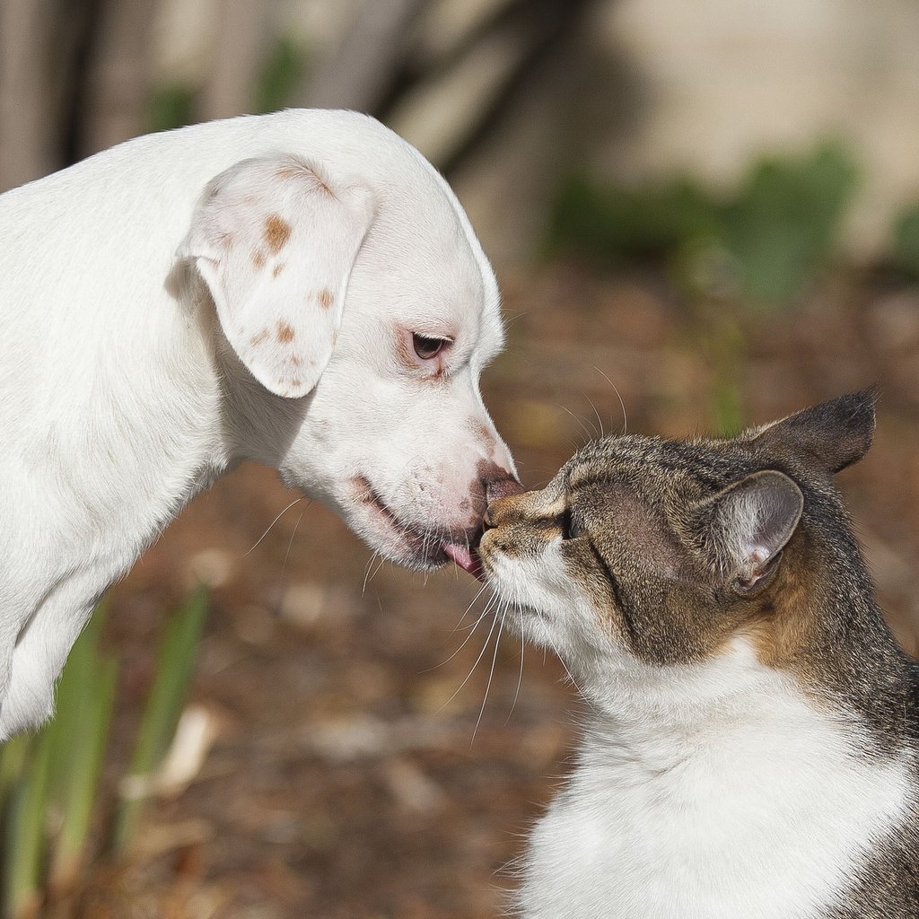 Обои кот, кошка, собака, щенок, любовь, поцелуй, друзья, cat, dog, puppy, love, kiss, friends разрешение 2048x1366 Загрузить