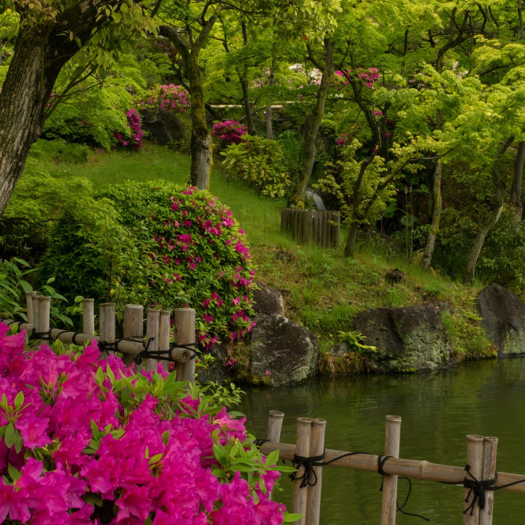 Обои деревья, кобе, вода, парк, япония, сад, пруд, азалия, рододендрон, trees, kobe, water, park, japan, garden, pond, azalea, rhododendron разрешение 2400x1600 Загрузить