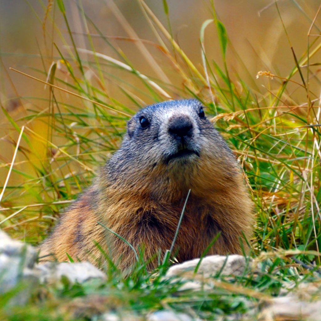 Обои трава, альпы, сурок, грызун, байбак, grass, alps, marmot, rodent, baybak разрешение 1920x1080 Загрузить