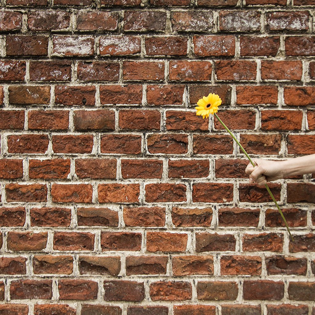 Обои рука, цветок, стена, подарок, гербера, hand, flower, wall, gift, gerbera разрешение 2048x1365 Загрузить