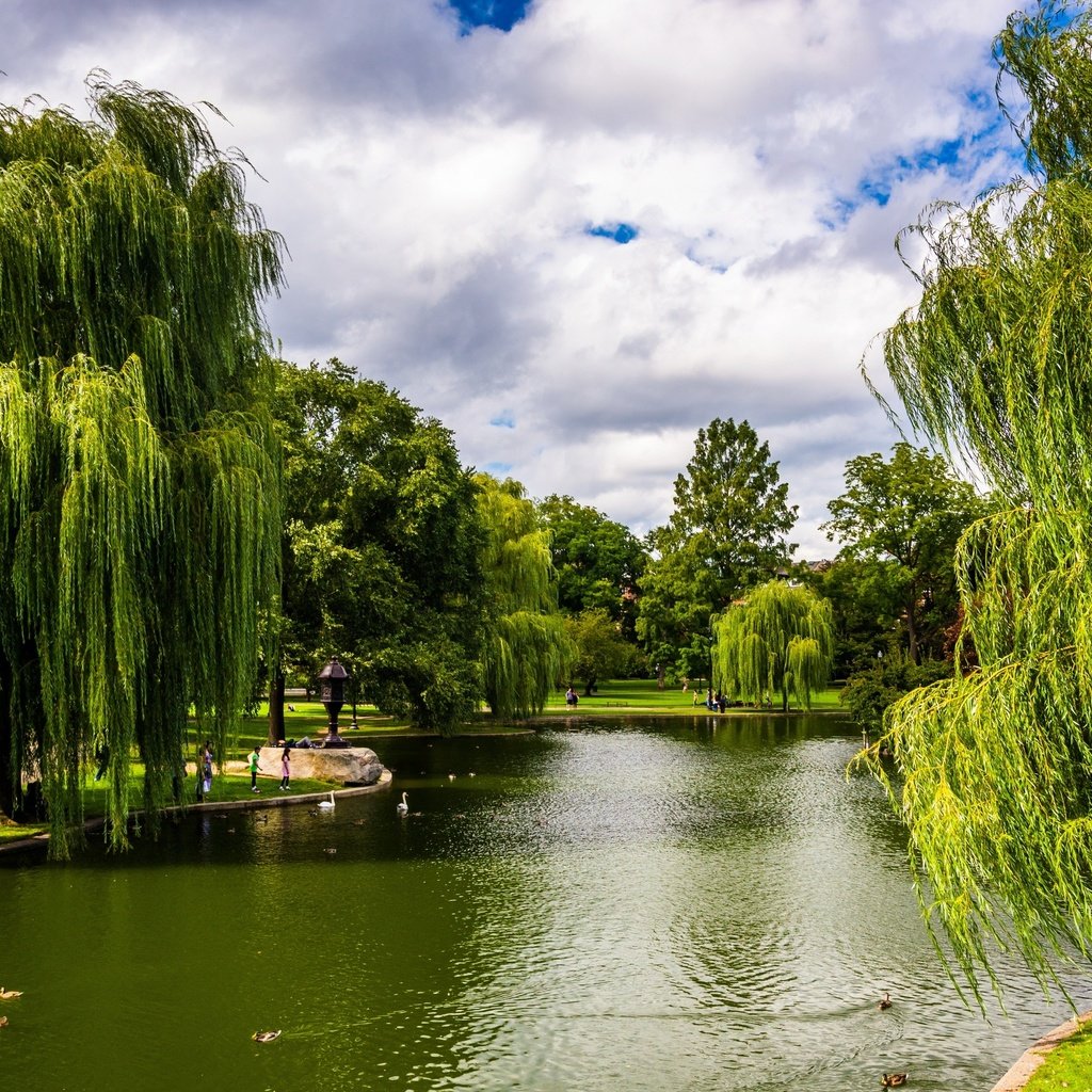 Обои деревья, зелень, парк, сша, пруд, бостон, массачусетс, trees, greens, park, usa, pond, boston, massachusetts разрешение 2880x1953 Загрузить