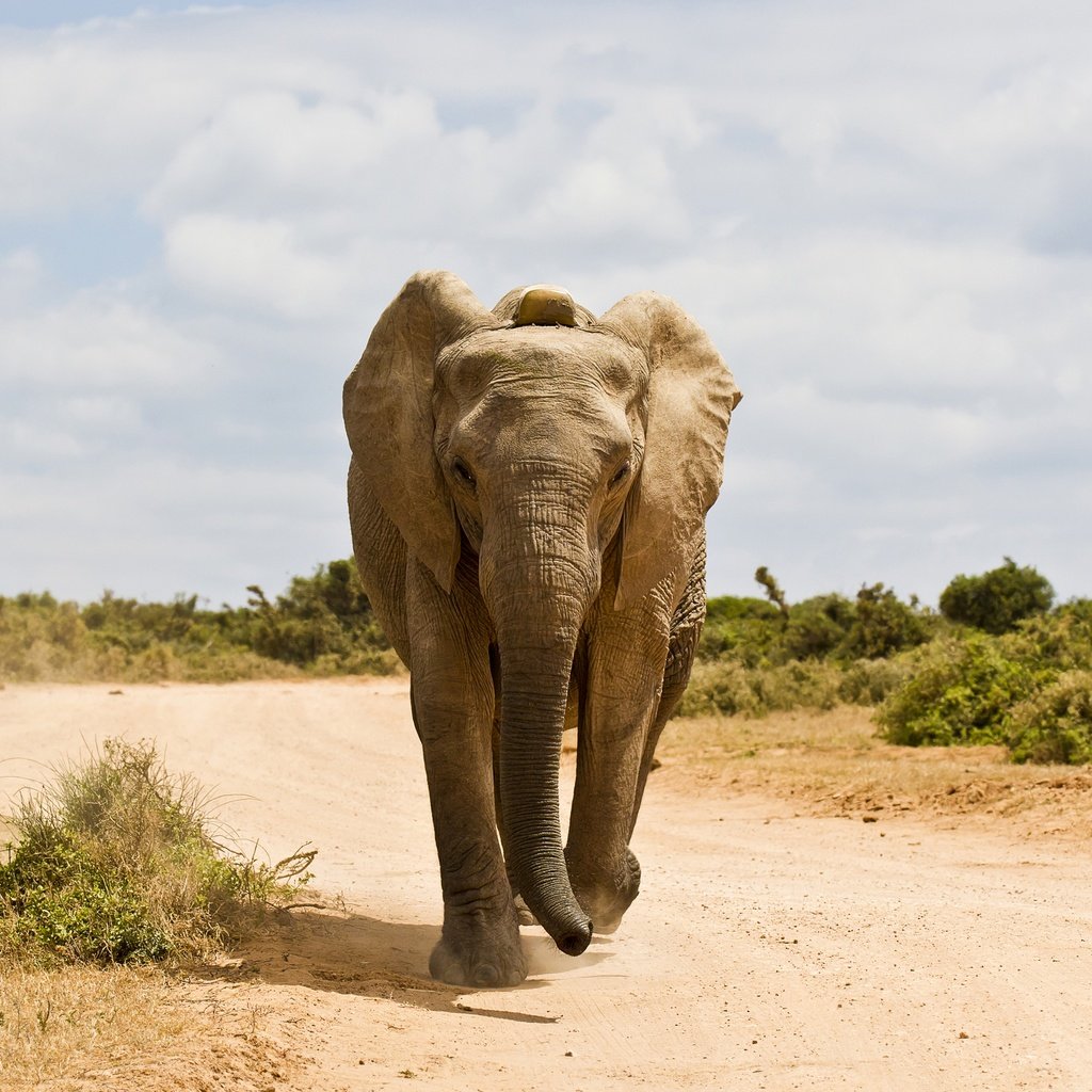 Обои дорога, слон, животное, road, elephant, animal разрешение 2880x1920 Загрузить