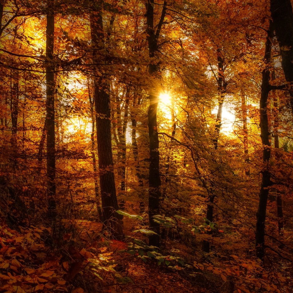 Обои деревья, лес, листья, осень, осен, солнечный свет,  листья, trees, forest, leaves, autumn, sunlight разрешение 6000x3588 Загрузить