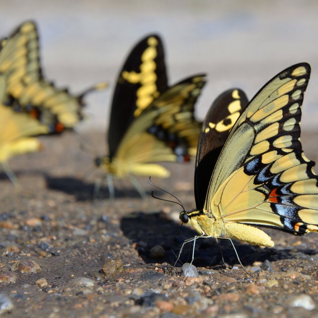 Обои крылья, насекомые, бабочки, mariposas amarillas, yellow butterflies, wings, insects, butterfly разрешение 2560x1600 Загрузить