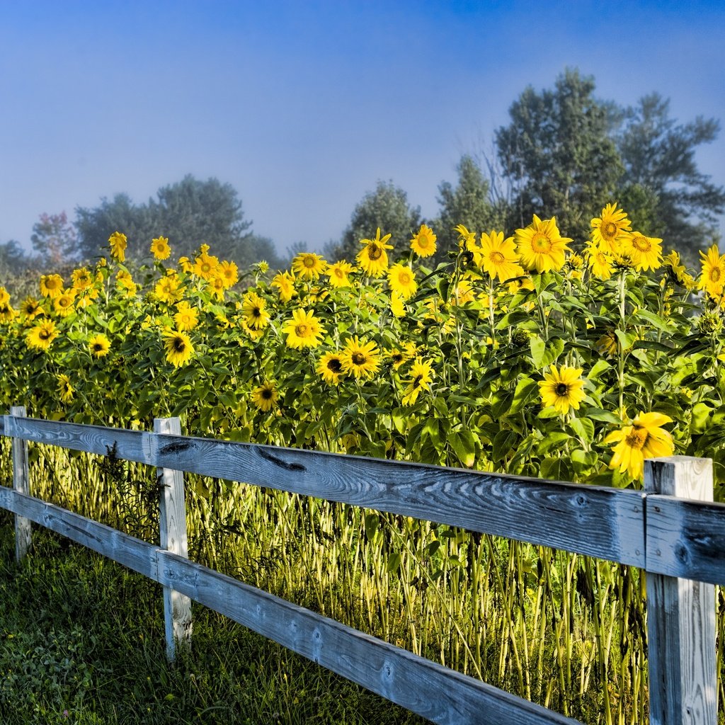 Обои небо, деревья, природа, забор, сша, подсолнухи, стоу вермонт, the sky, trees, nature, the fence, usa, sunflowers, stowe vermont разрешение 2880x1920 Загрузить