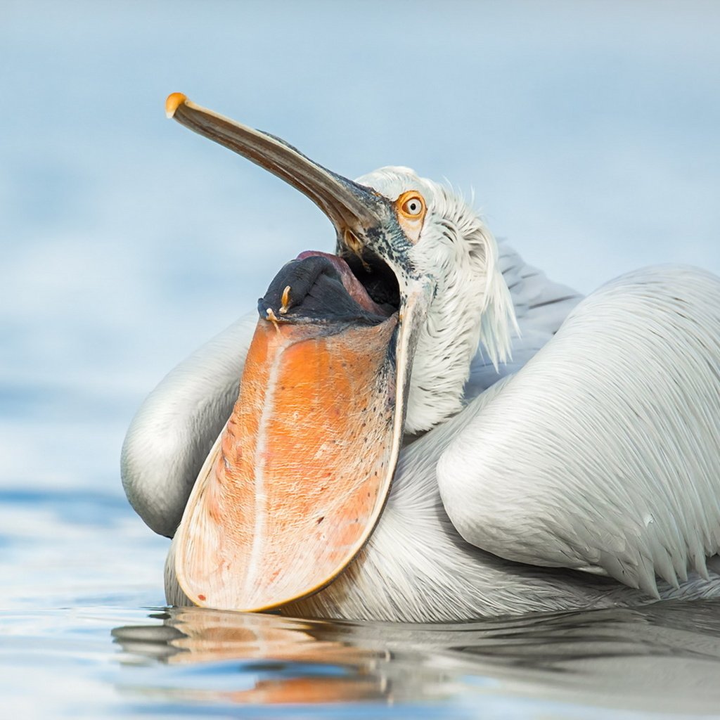 Обои природа, птица, пеликан, nature, bird, pelican разрешение 1920x1243 Загрузить