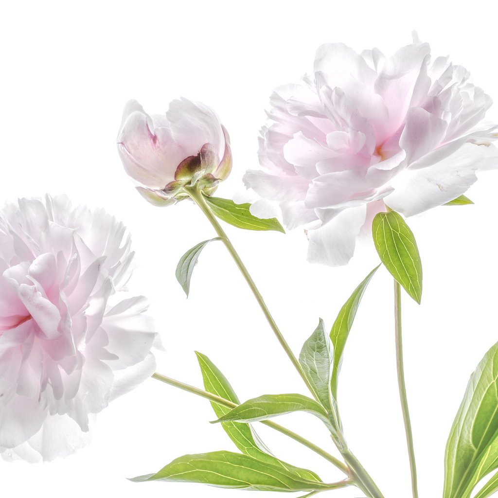 Обои цветы, розовый, нежность, пион, flowers, pink, tenderness, peony разрешение 2048x1365 Загрузить