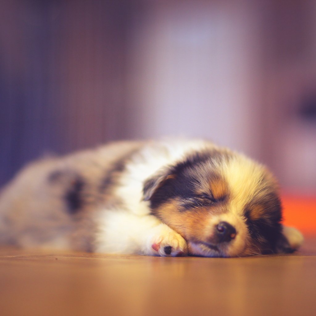 Обои сон, собака, дом, щенок, австралийская овчарка, аусси, sleep, dog, house, puppy, australian shepherd, aussie разрешение 2560x1707 Загрузить