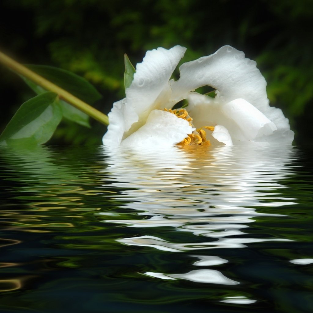 Обои вода, отражение, цветок, лепестки, белый, пион, water, reflection, flower, petals, white, peony разрешение 1920x1208 Загрузить