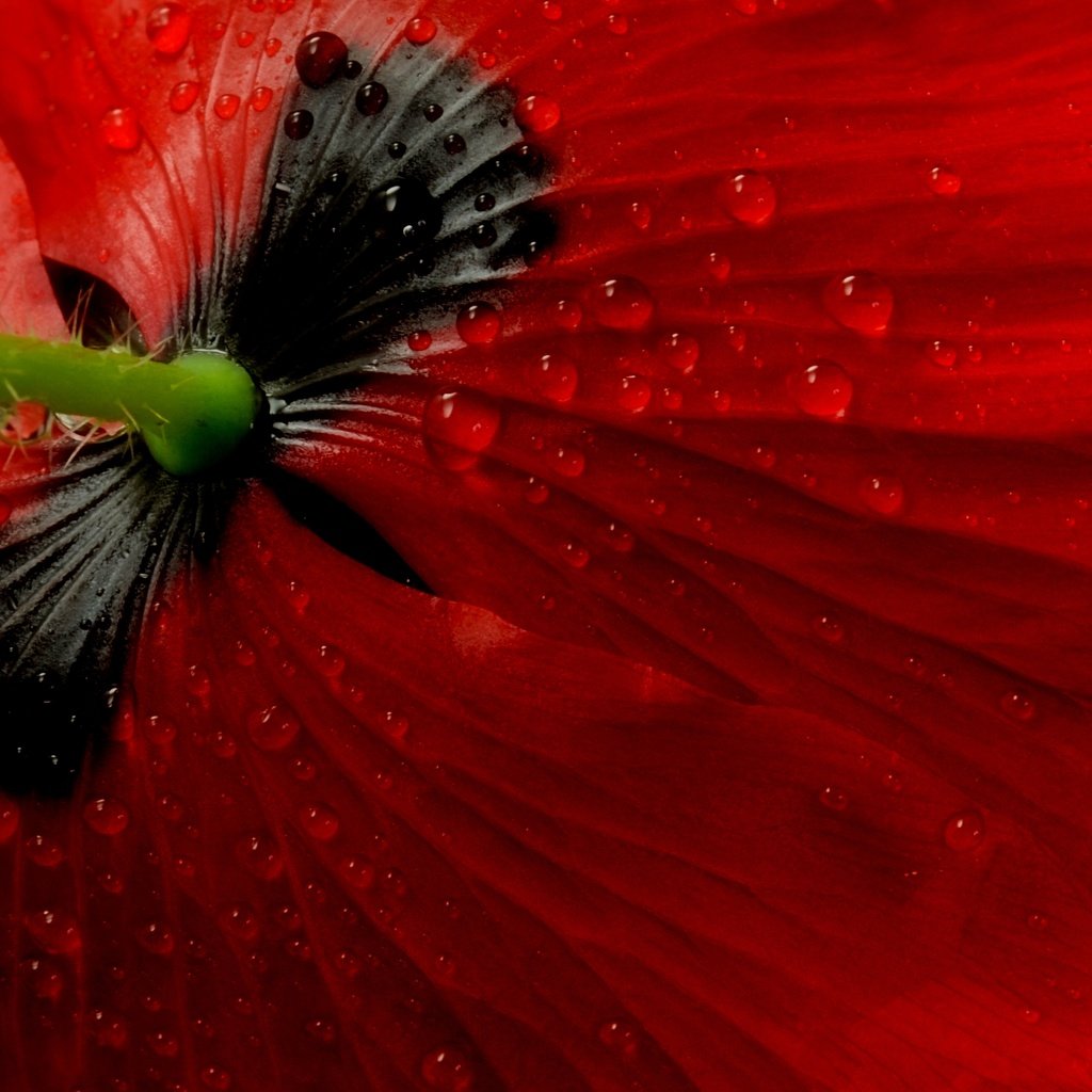 Обои макро, цветок, мак, macro, flower, mac разрешение 2880x1929 Загрузить