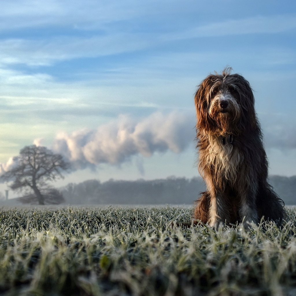 Обои природа, взгляд, собака, друг, nature, look, dog, each разрешение 2048x1365 Загрузить