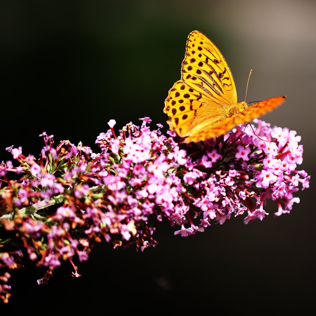 Обои цветы, насекомое, цветок, бабочка, крылья, flowers, insect, flower, butterfly, wings разрешение 2880x1800 Загрузить