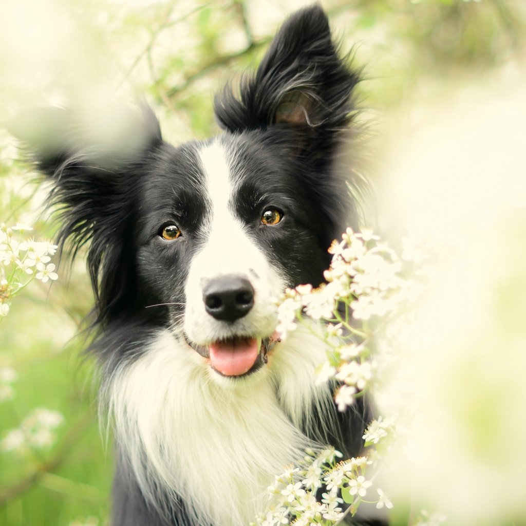 Обои цветы, цветение, собака, весна, бордер-колли, flowers, flowering, dog, spring, the border collie разрешение 2880x1620 Загрузить