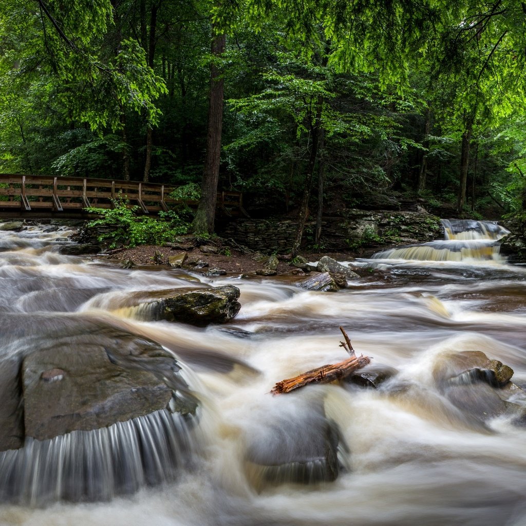 Обои деревья, ricketts glen state park, камни, лес, парк, ручей, мост, сша, течение, trees, stones, forest, park, stream, bridge, usa, for разрешение 2880x1672 Загрузить