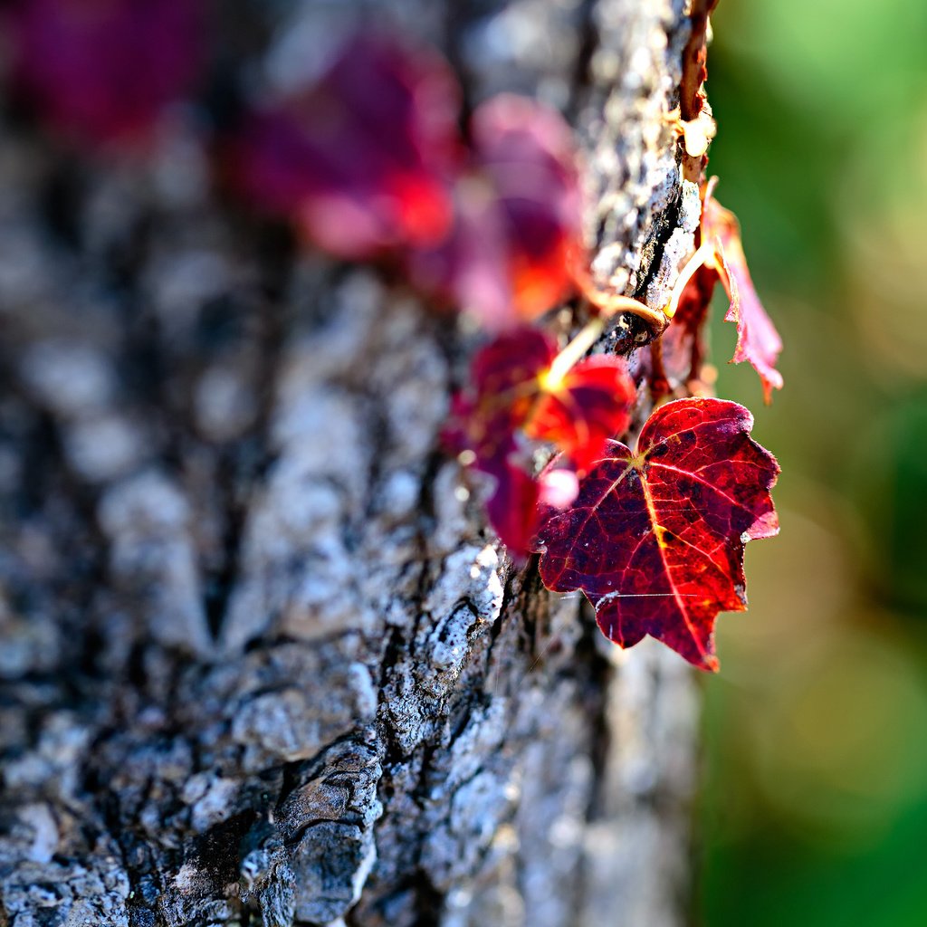 Обои дерево, макро, осень, лист, ствол, кора, боке, mirai.takahashi, tree, macro, autumn, sheet, trunk, bark, bokeh разрешение 3840x2400 Загрузить