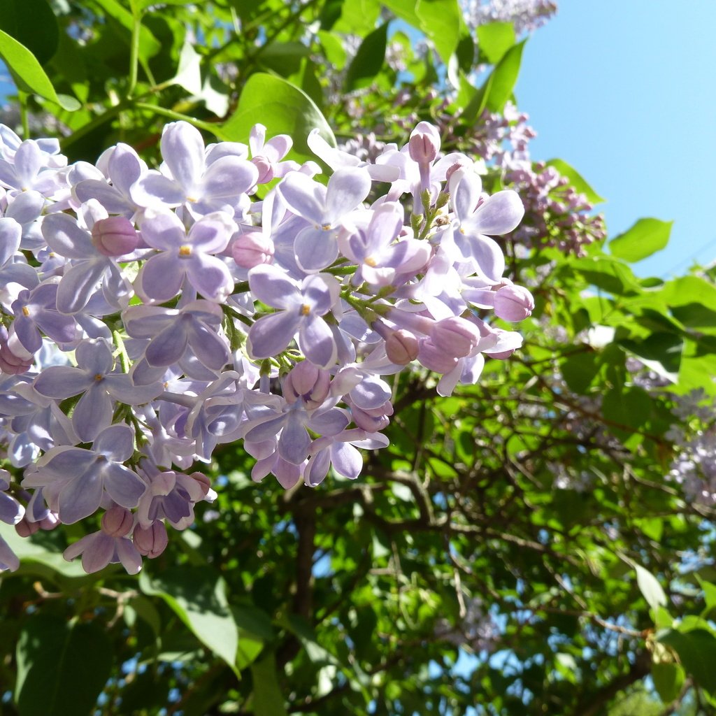 Обои небо, цветы, цветение, листья, макро, сирень, the sky, flowers, flowering, leaves, macro, lilac разрешение 4000x3000 Загрузить