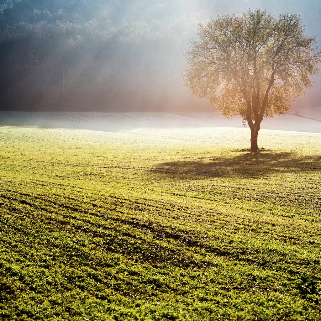 Обои природа, дерево, туман, поле, солнечные лучи, nature, tree, fog, field, the sun's rays разрешение 2880x1800 Загрузить