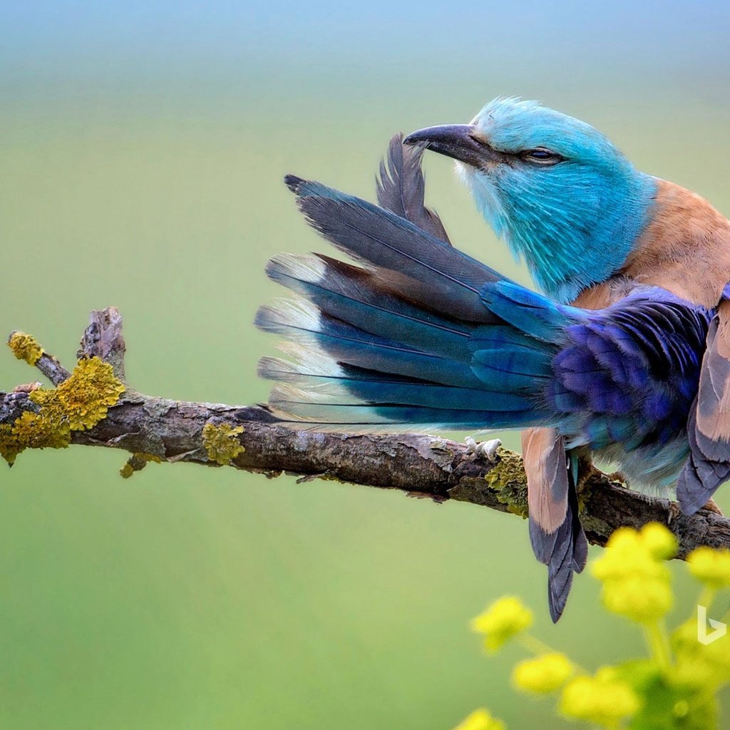 Обои птица, сизоворонка, bing, coracias garrulus, обыкновенная сизоворонка, bird, roller, ordinary roller разрешение 1920x1200 Загрузить