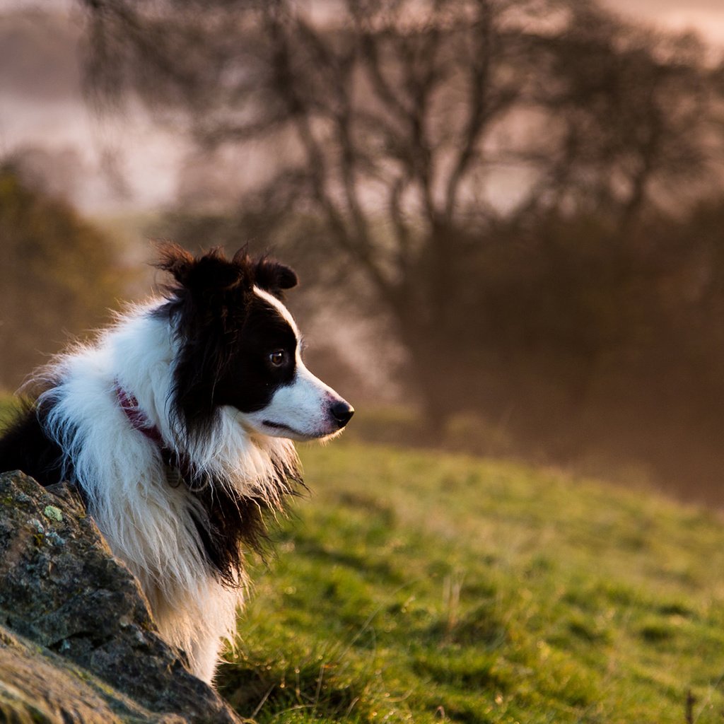 Обои собака, бордер-колли, dog, the border collie разрешение 1920x1200 Загрузить