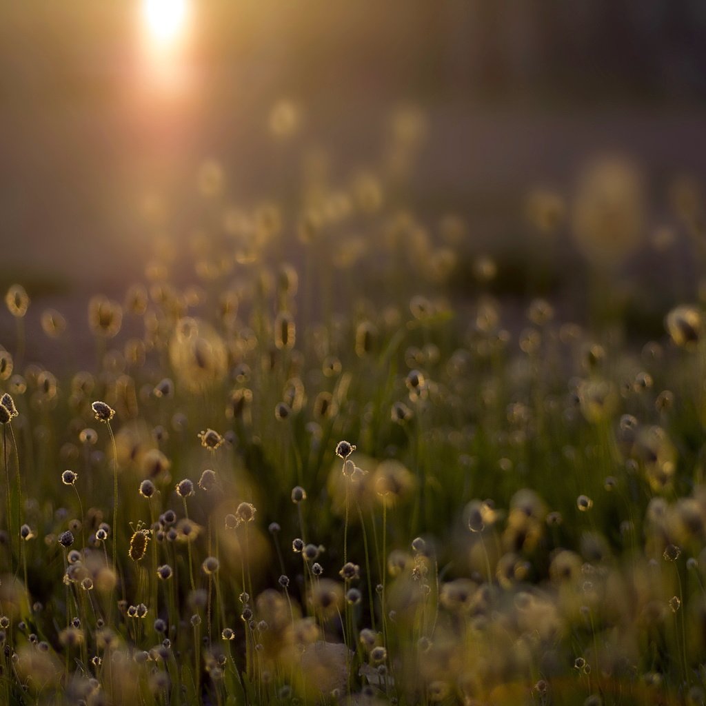 Обои свет, трава, природа, растения, поле, light, grass, nature, plants, field разрешение 4912x3264 Загрузить