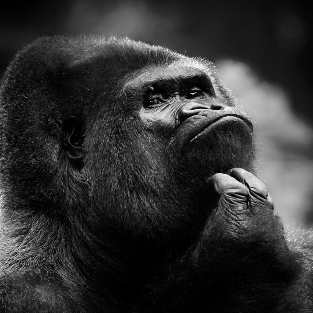Обои морда, взгляд, чёрно-белое, животное, обезьяна, горилла, face, look, black and white, animal, monkey, gorilla разрешение 1920x1200 Загрузить